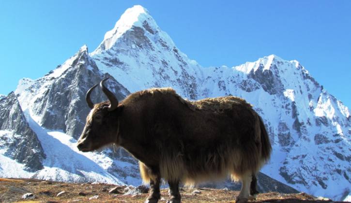 Everest Panorama Trek