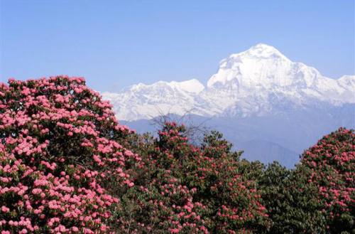 Dhaulagiri Trekking