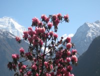 Singla Pass trek