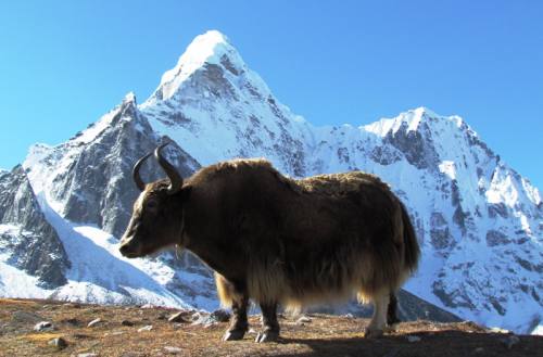 Everest Panorama Trek